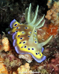 Kune's chromodoris abt to have lunch by Rory Ferguson 